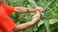 Le haricot-maïs recherche des producteurs en Adour